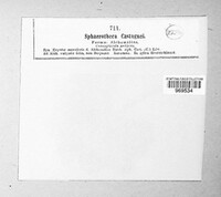 Sphaerotheca castagnei image